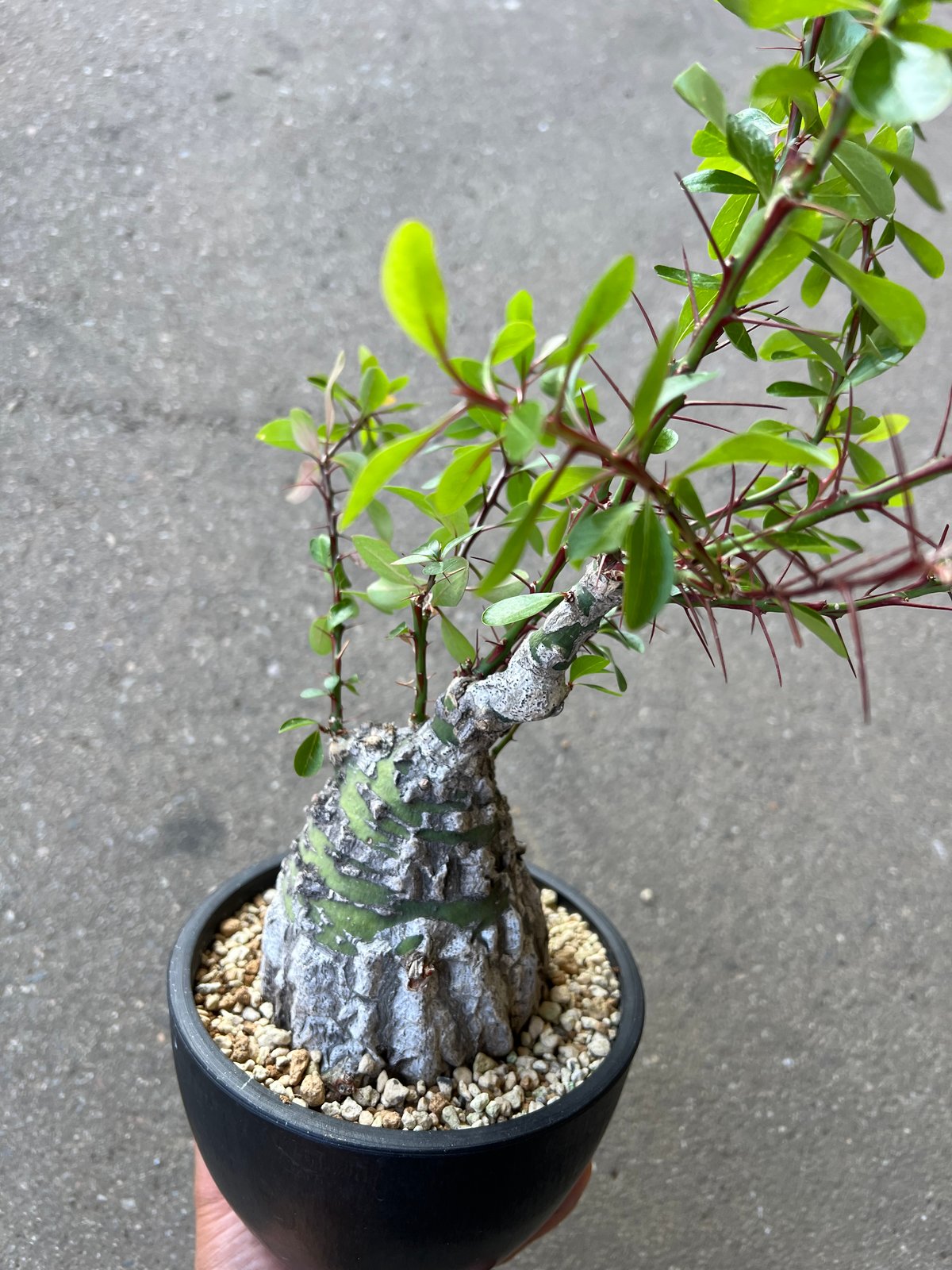 手乗りサイズ ステファニア スベローサ 発根済 / グラキリス フォークイエリア フォークイエリア ファシクラータ | STELLA.PLANTS