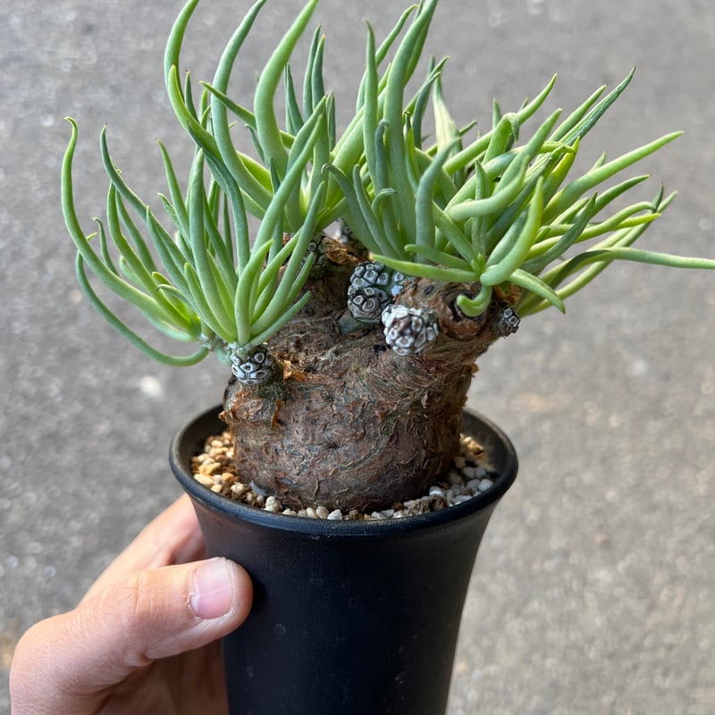 チレコドン ペアルソニー12 | STELLA.PLANTS