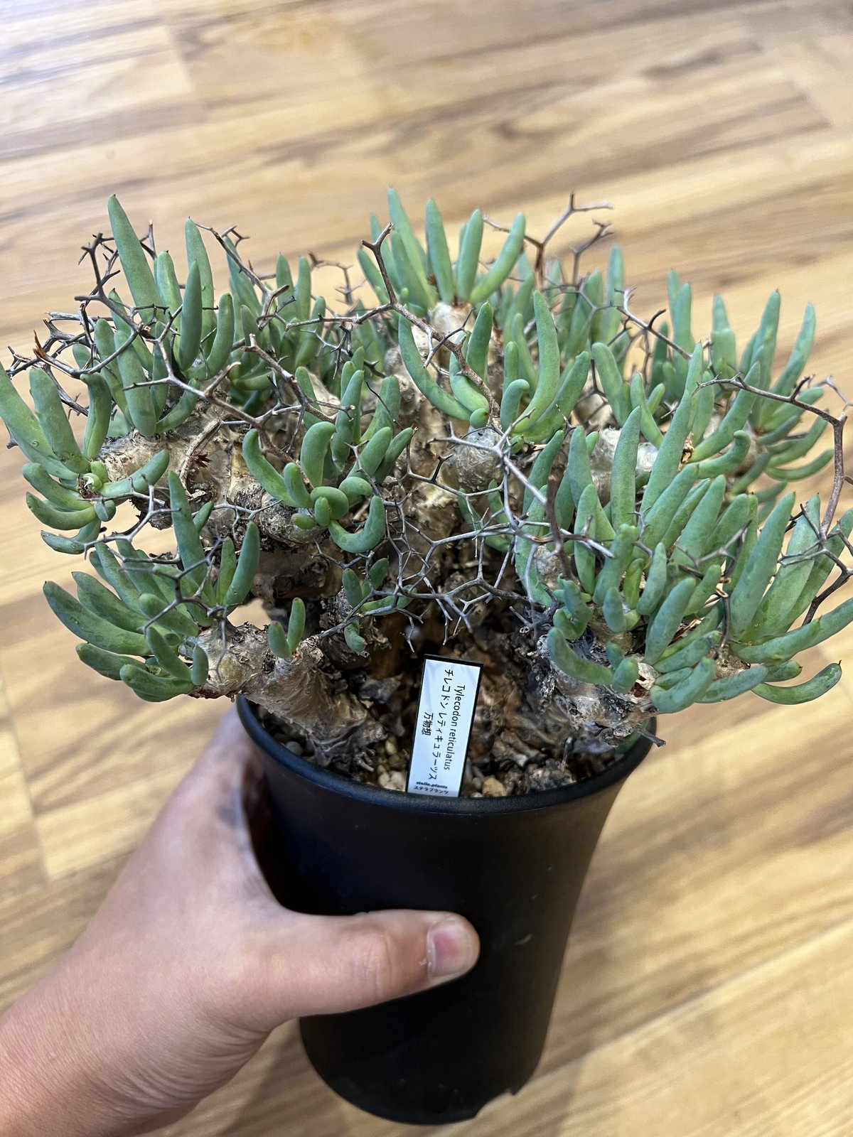 チレコドン レティキュラーツス 万物想 | STELLA.PLANTS チレコドン レティキュラーツス 万物想 | STELLA.PLANTS