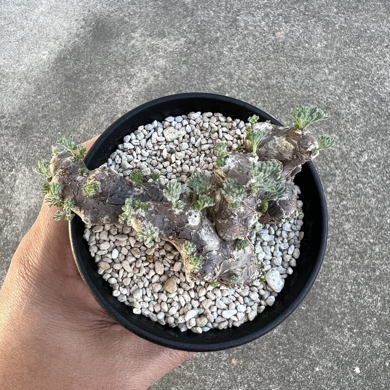 モンソニア ムルチフィダ | STELLA.PLANTS モンソニア ムルチフィダ | STELLA.PLANTS