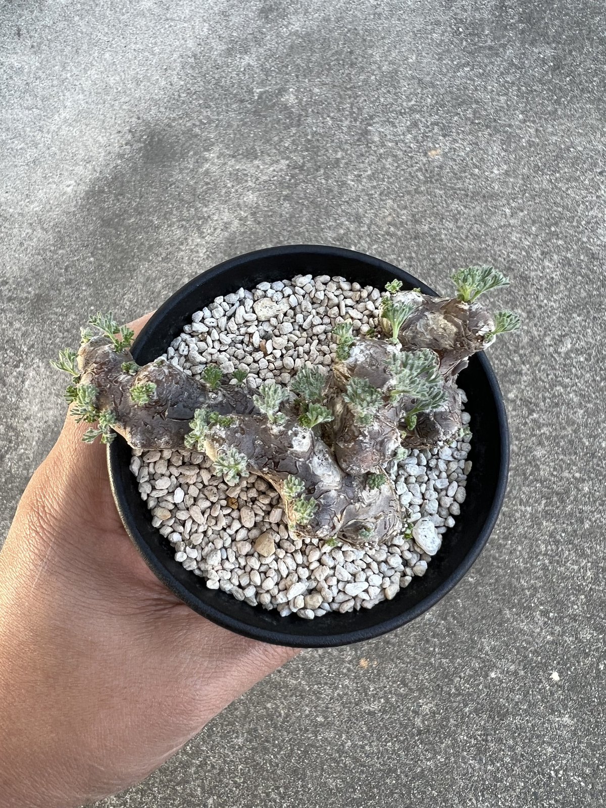 モンソニア ムルチフィダ | STELLA.PLANTS モンソニア ムルチフィダ | STELLA.PLANTS