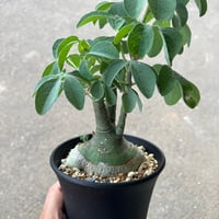 アデニア グラウカ1