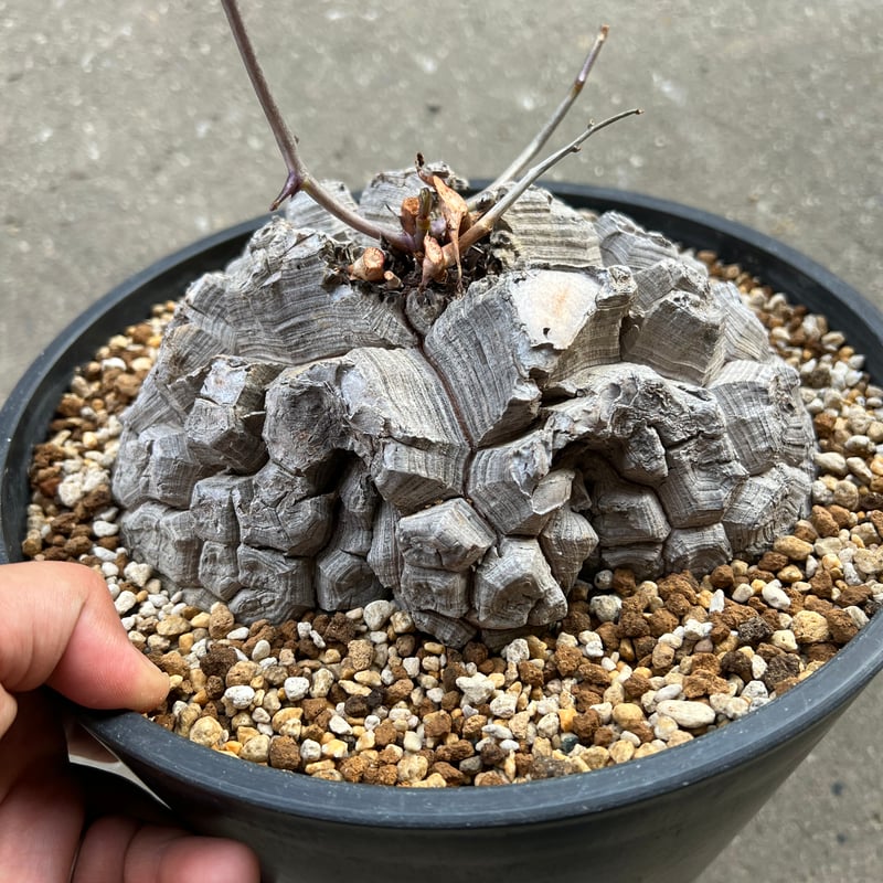 アフリカ亀甲竜 7寸2 | STELLA.PLANTS アフリカ亀甲竜 7寸2 | STELLA.PLANTS