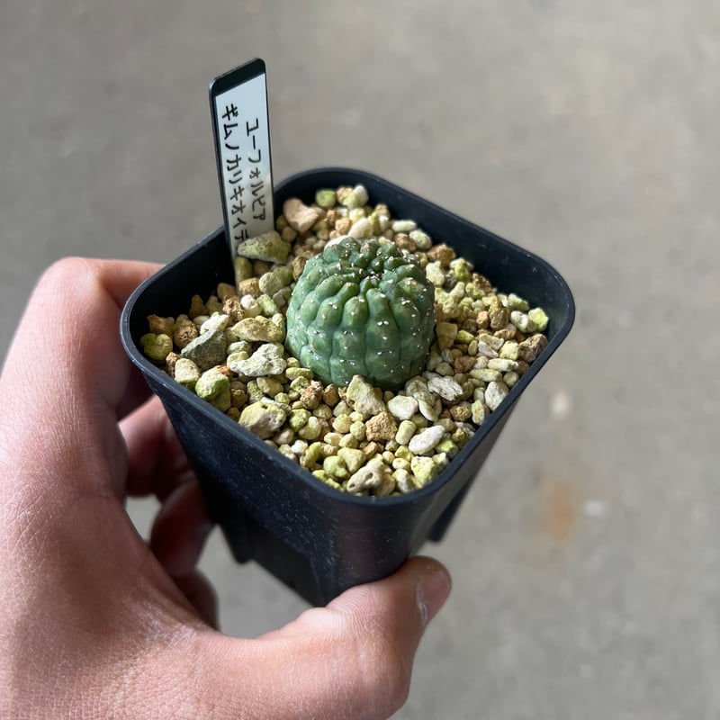 ユーフォルビア ギムノカリキオイデス3 | STELLA.PLANTS