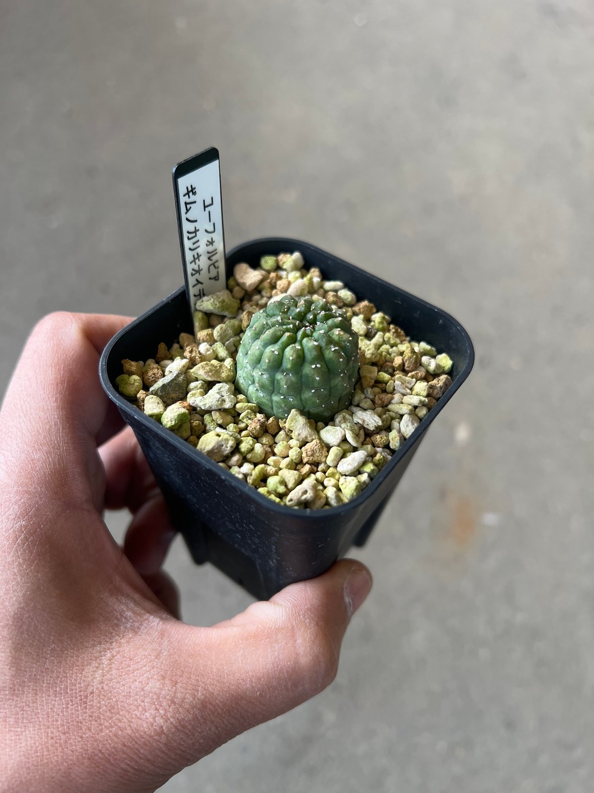 き*ろ様 ユーフォルビアギムノカリオイデス　3株セット ユーフォルビア ギムノカリキオイデス3 | STELLA.PLANTS