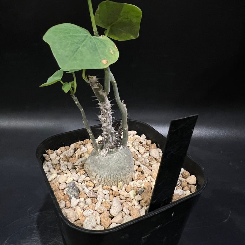 アデニア アクレアータ 枝刺し アデニア アクレアータ | STELLA.PLANTS