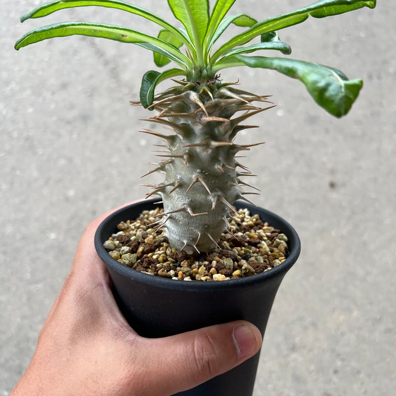 パキポディウム アンボンゲンセ | STELLA.PLANTS パキポディウム アンボンゲンセ | STELLA.PLANTS