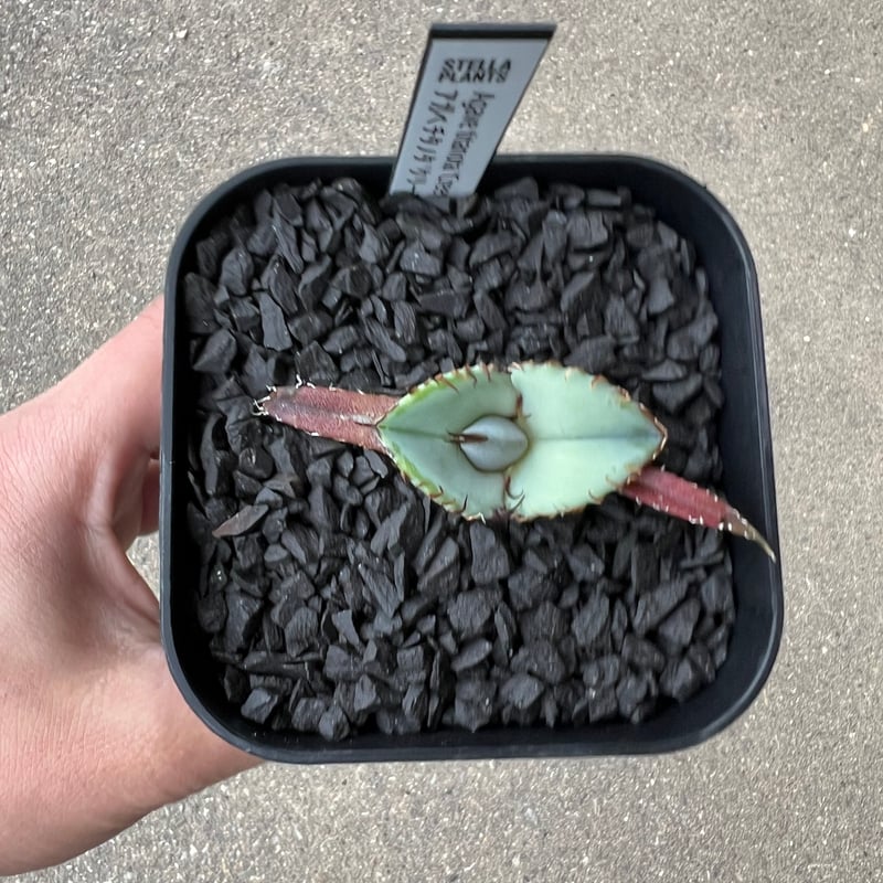 Agave titanota 'Creep'5 | STELLA.PLANTS