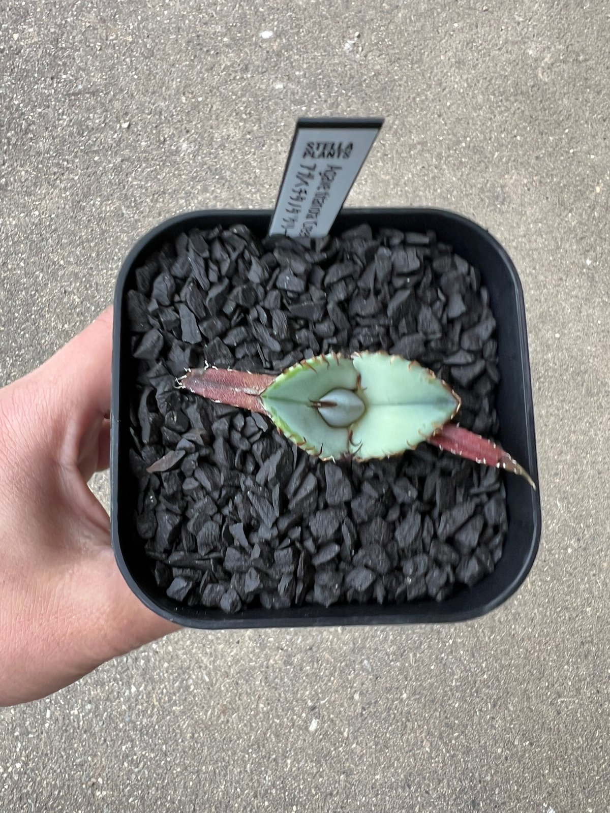 Agave titanota 'Creep'5 | STELLA.PLANTS