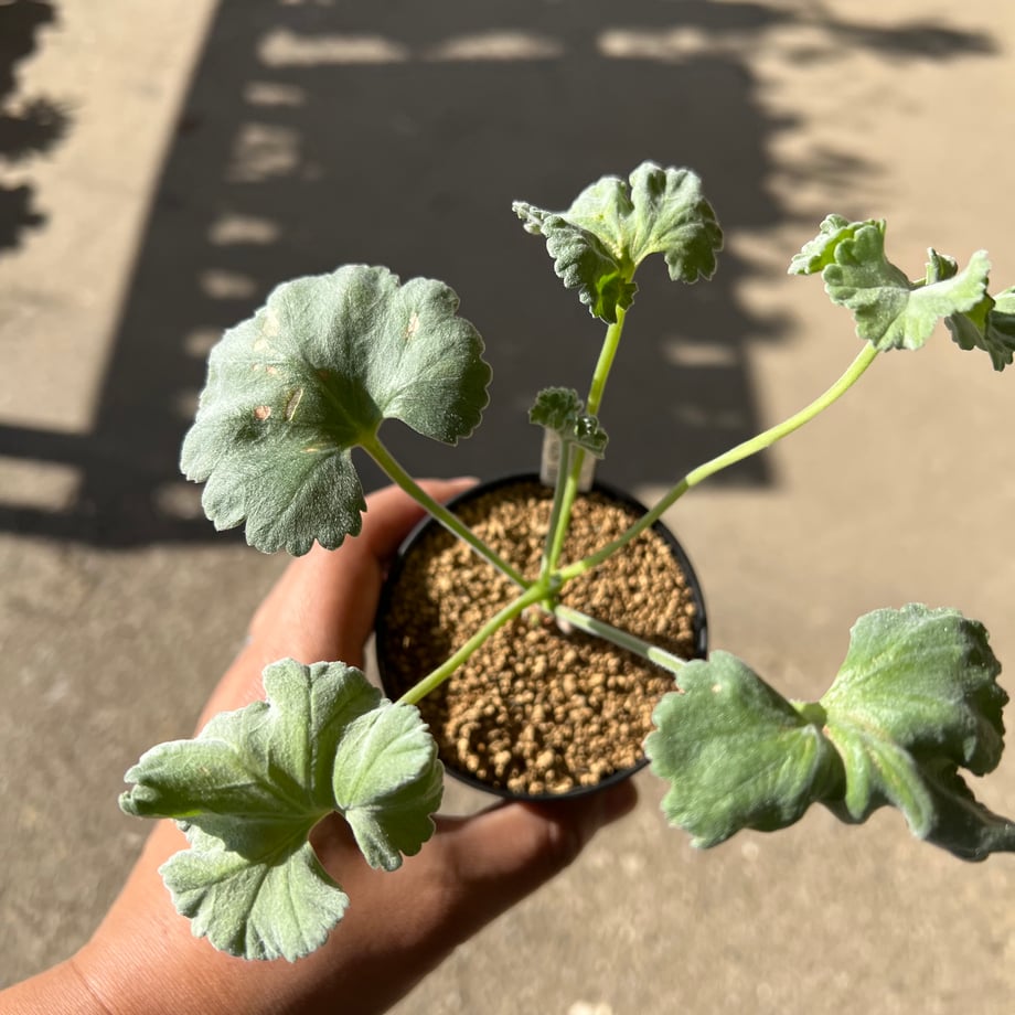 673168d4be9f7e02d11aa163