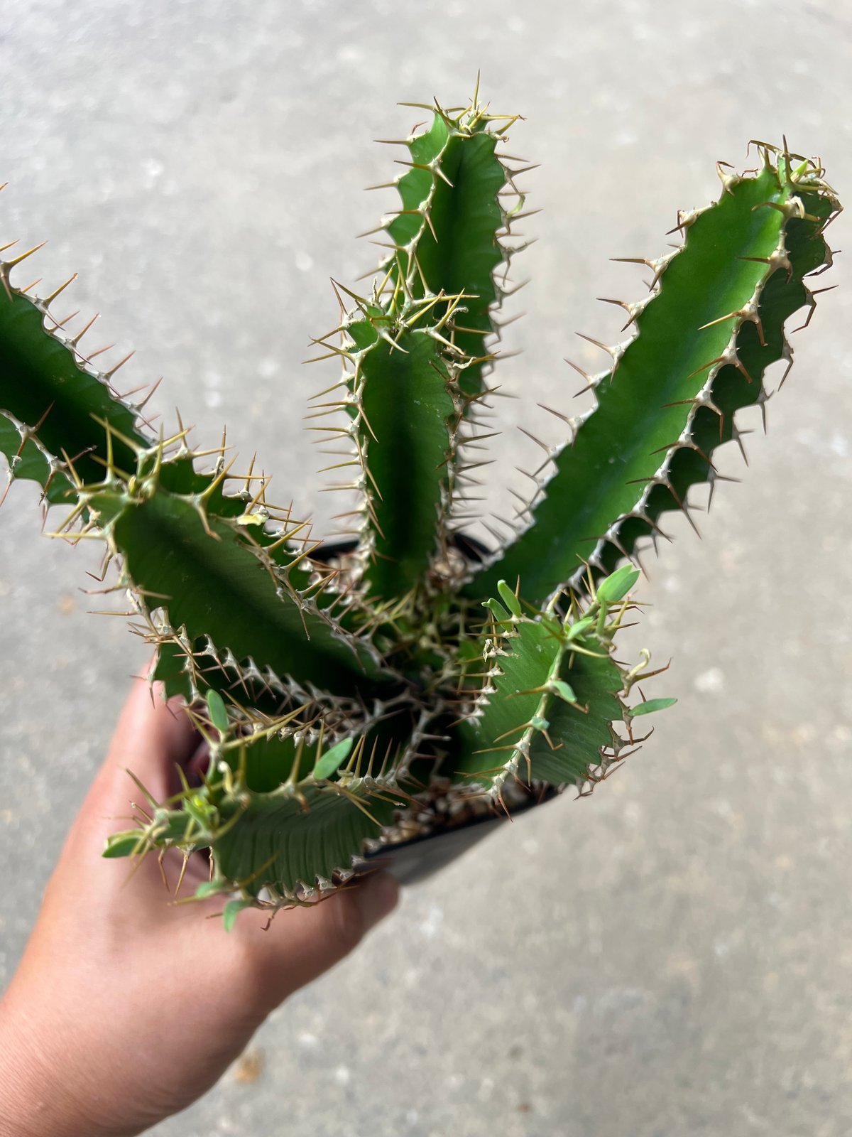 ユーフォルビア ムランジーナ4 | STELLA.PLANTS