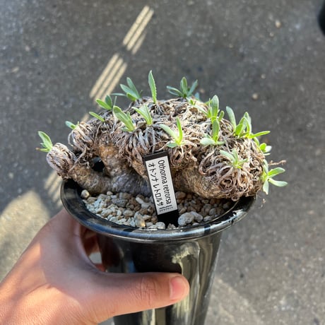 オトンナレトロルサ　現地株　発根済み othonna retrorsa《L size》※現地球発根済株※柔らかな🌱葉にぼってり