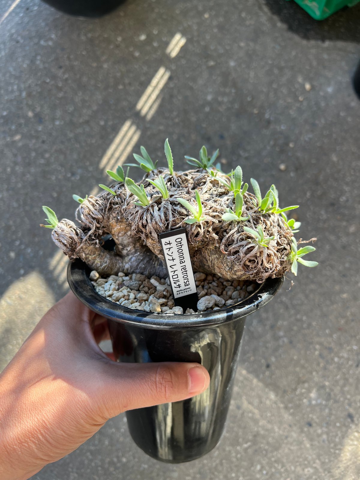 fit=scale-down,w=1200