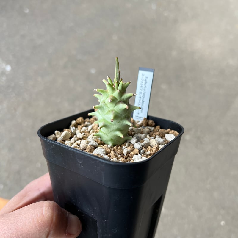 ユーフォルビア ロンギツベルクローサ1 | STELLA.PLANTS