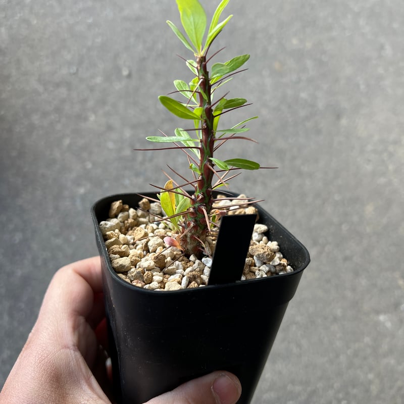 コレクション株！　フォークイエリア　プルプシー　 発根済！ Yahoo!オークション - 超大株 フォークイエリア プルプシー Fouquieria