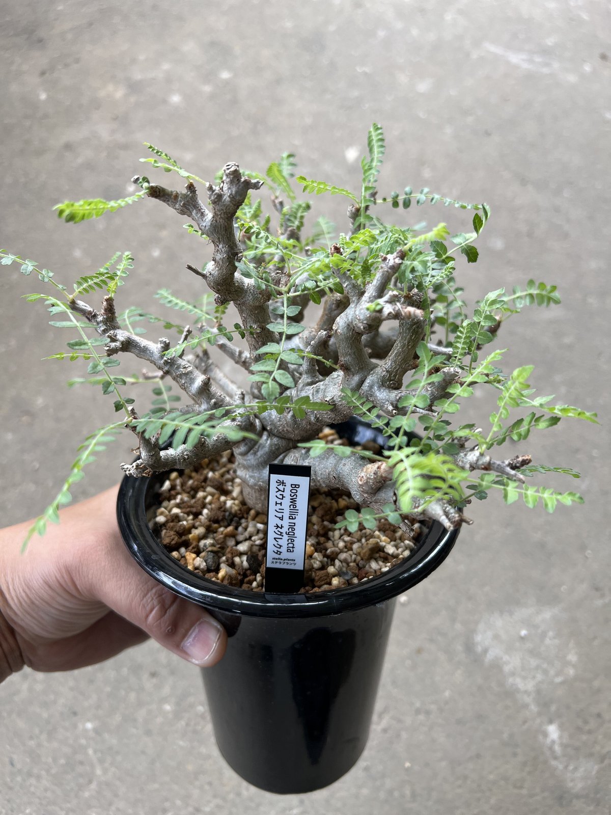 ボスウェリア ネグレクタ | STELLA.PLANTS ボスウェリア ネグレクタ | STELLA.PLANTS