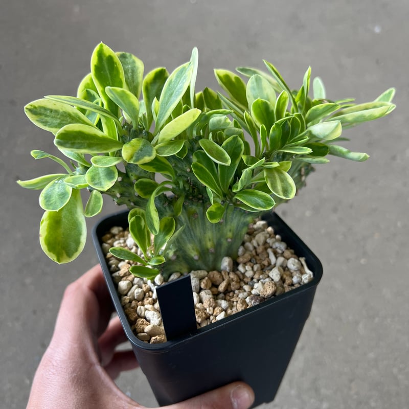 ユーフォルビア 麒麟角錦綴化1 | STELLA.PLANTS