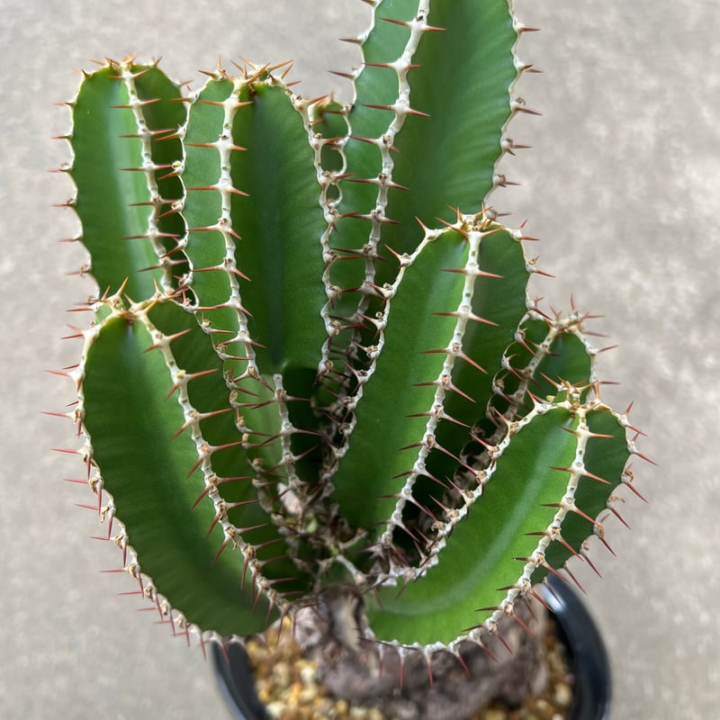ユーフォルビア ムランジーナ | STELLA.PLANTS ユーフォルビア ムランジーナ | STELLA.PLANTS