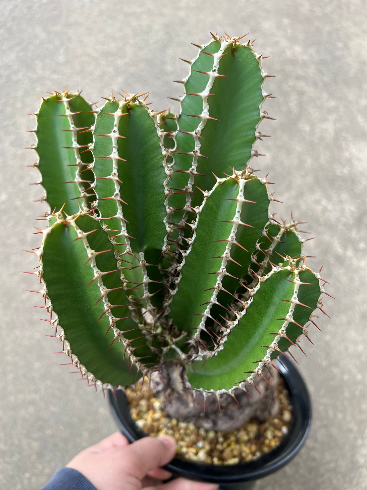 ユーフォルビア　ムランジーナ　手乗りサイズ。 ユーフォルビア ムランジーナ | STELLA.PLANTS