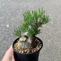 エリオスペルマム アルキコルネ | STELLA.PLANTS