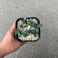 ユーフォルビア シミリラメア | STELLA.PLANTS