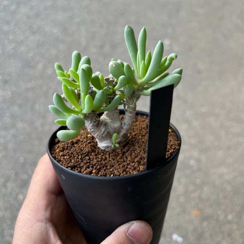 オトンナ クラビフォリア3 | STELLA.PLANTS