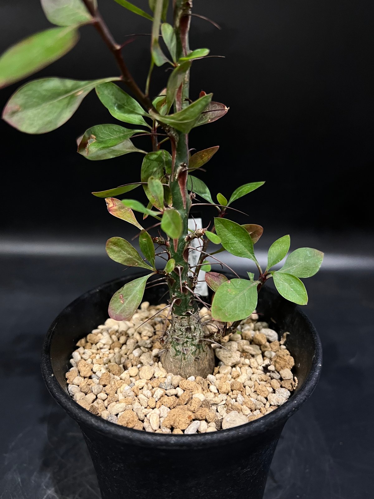 フォークイエリア　ファシクラータ　× toky 鉢 フォークイエリア・ファシクラータ | 多肉植物・特別な鉢の販売