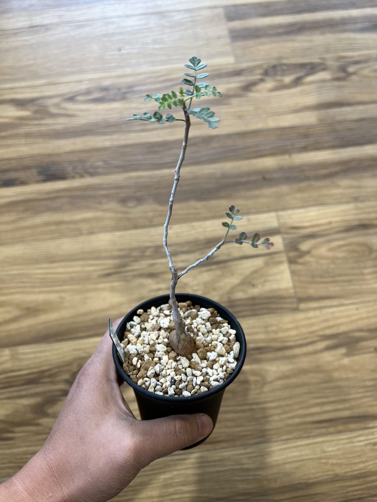パキコルムス ディスカラー 象の木 | STELLA.PLANTS