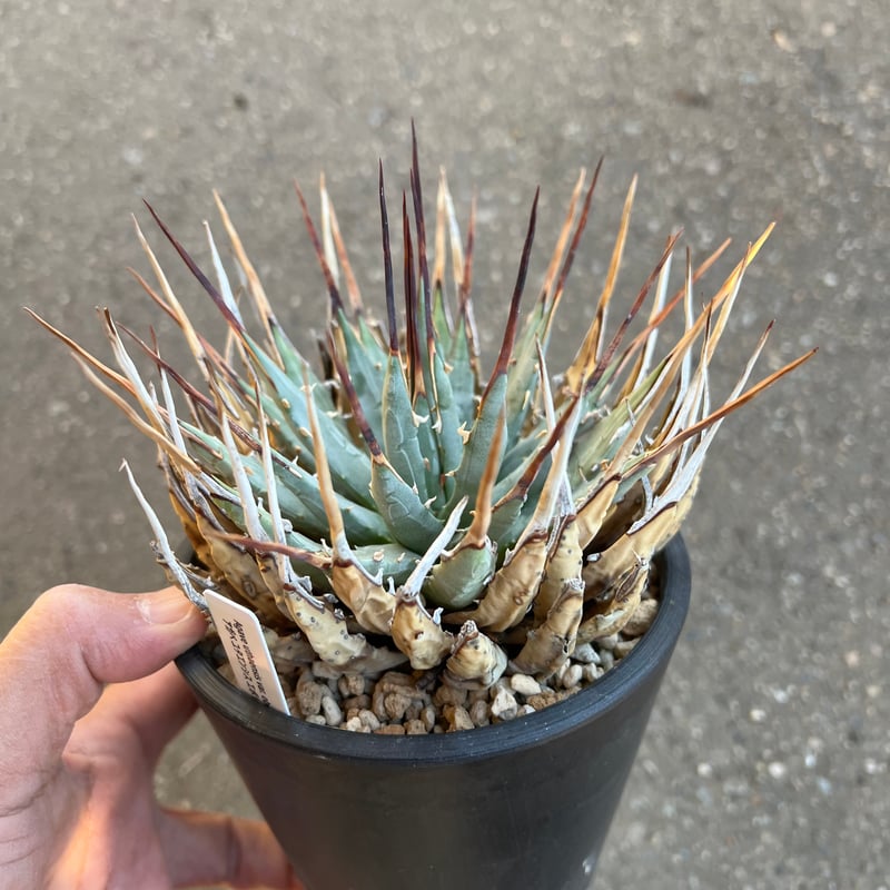 ユタエンシス エボリスピナ 4寸鉢 | STELLA.PLANTS