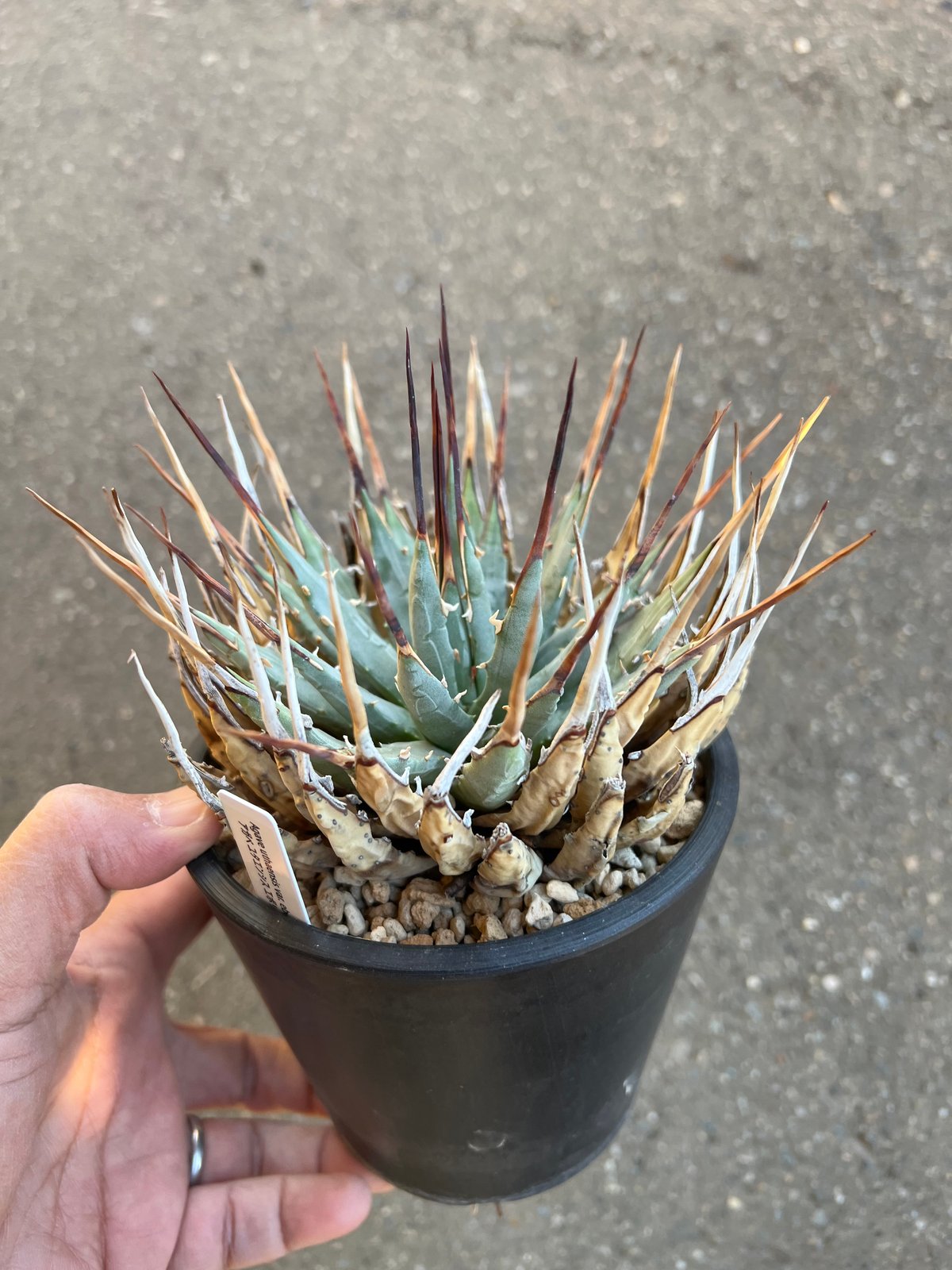 ユタエンシス エボリスピナ 4寸鉢 | STELLA.PLANTS