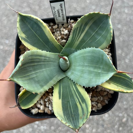 CATEGORY アガベ | STELLA.PLANTS CATEGORY アガベ | STELLA.PLANTS
