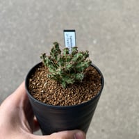 ユーフォルビア アクチノクラダ