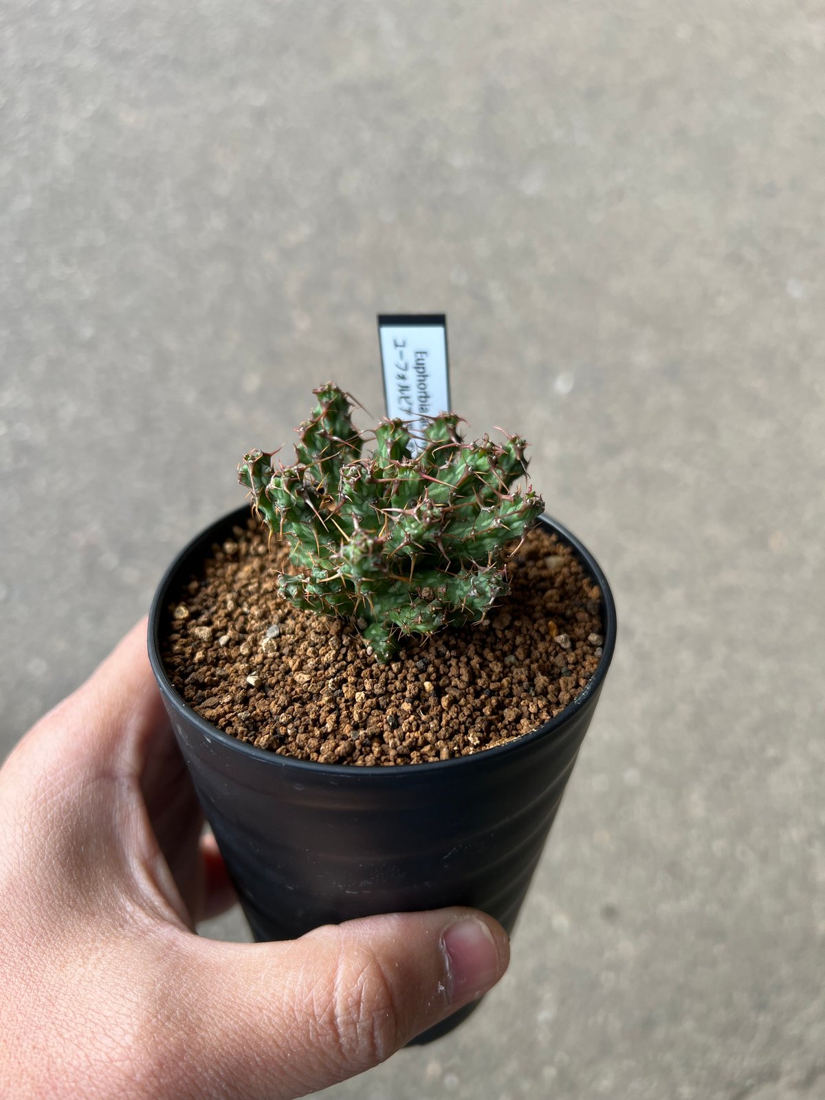 ユーフォルビア アクチノクラダ | STELLA.PLANTS