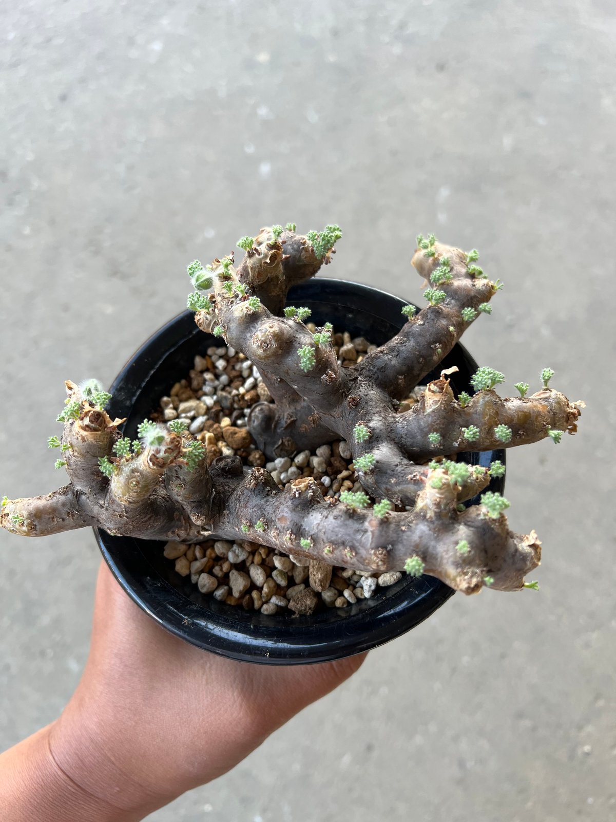 モンソニア ムルチフィダ | STELLA.PLANTS