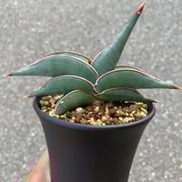 Agave 'White Fang' 3 アガベ ホワイトファング | STELLA.PLANTS