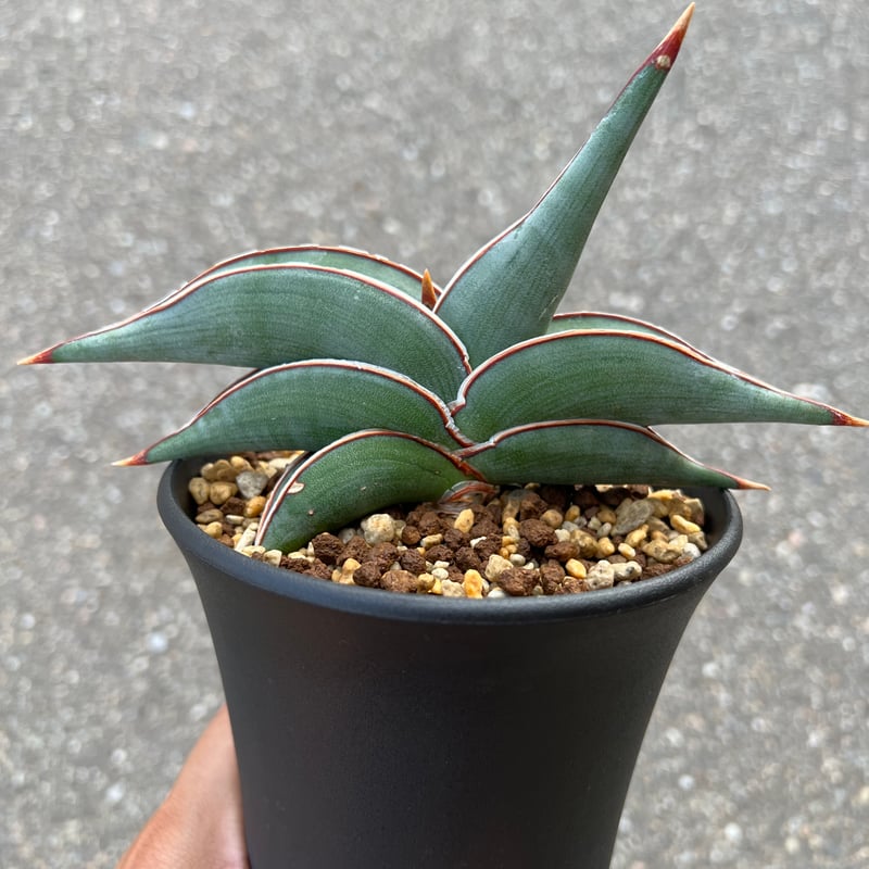 サンセベリア ロリダ | STELLA.PLANTS サンセベリア ロリダ | STELLA.PLANTS