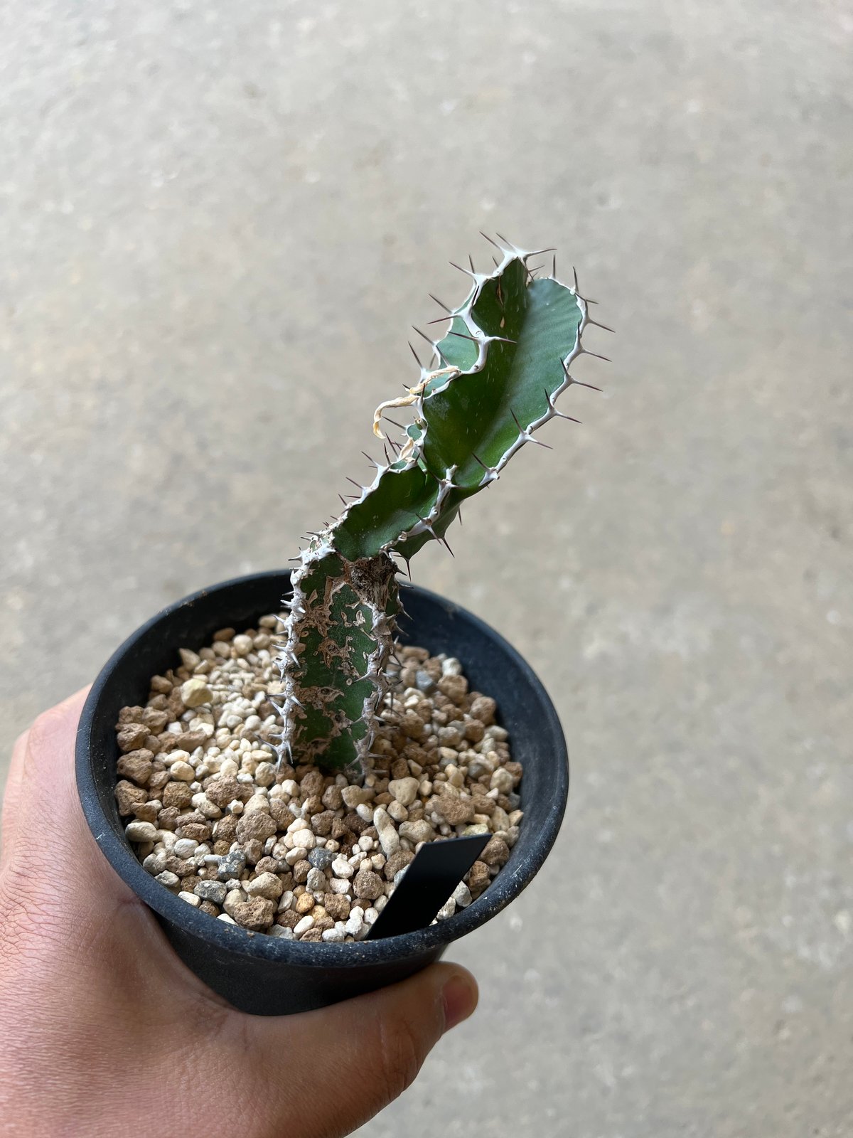 ユーフォルビア ムランジーナ | STELLA.PLANTS ユーフォルビア ムランジーナ | STELLA.PLANTS