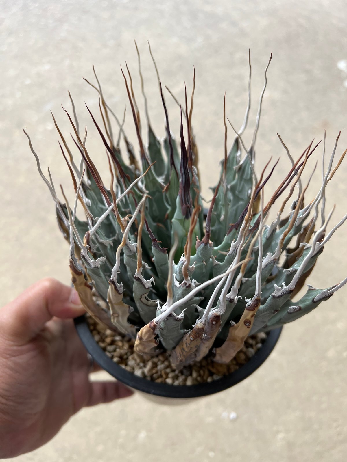 ユタエンシス エボリスピナ | STELLA.PLANTS ユタエンシス エボリスピナ | STELLA.PLANTS
