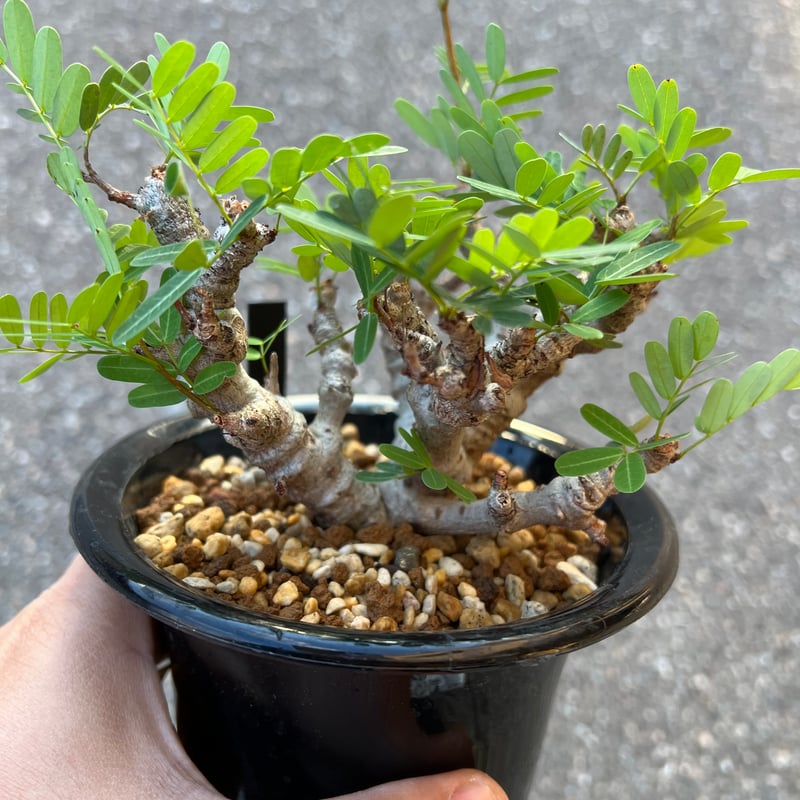 センナ メリディオナリス 実生 | STELLA.PLANTS