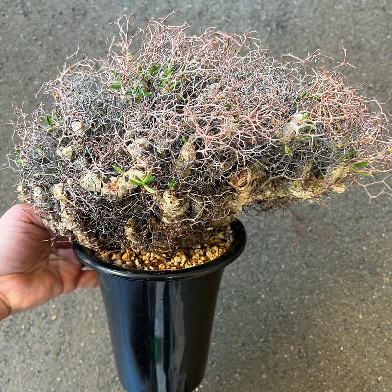 チレコドン レティキュラータス 万物想 | STELLA.PLANTS チレコドン レティキュラータス 万物想 | STELLA.PLANTS