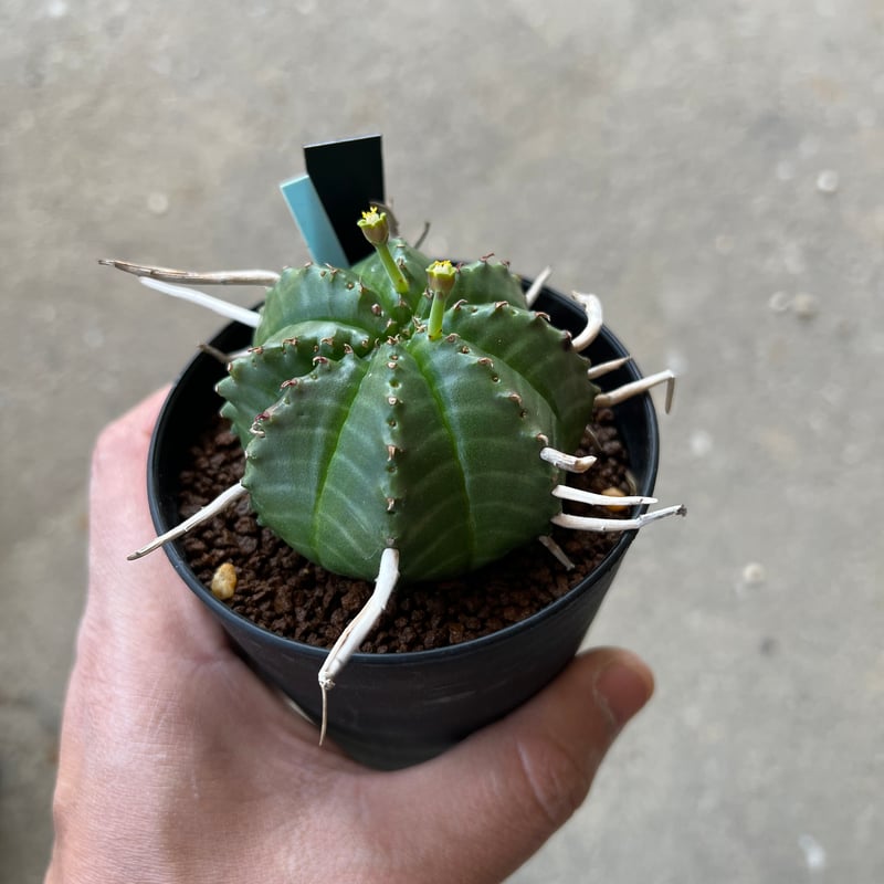 ユーフォルビア バリダ、オス株 2 | STELLA.PLANTS