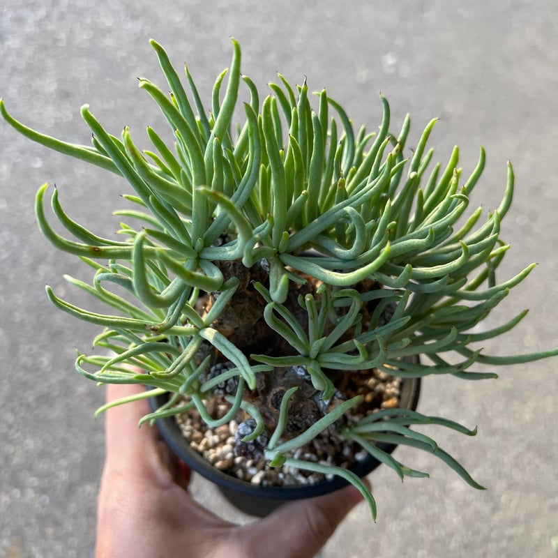 チレコドン ペアルソニー3.5-5 | STELLA.PLANTS