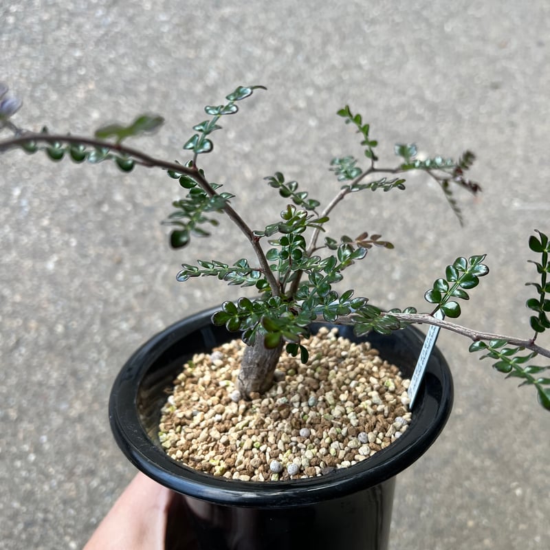 オペルクリカリア デカリー8 | STELLA.PLANTS