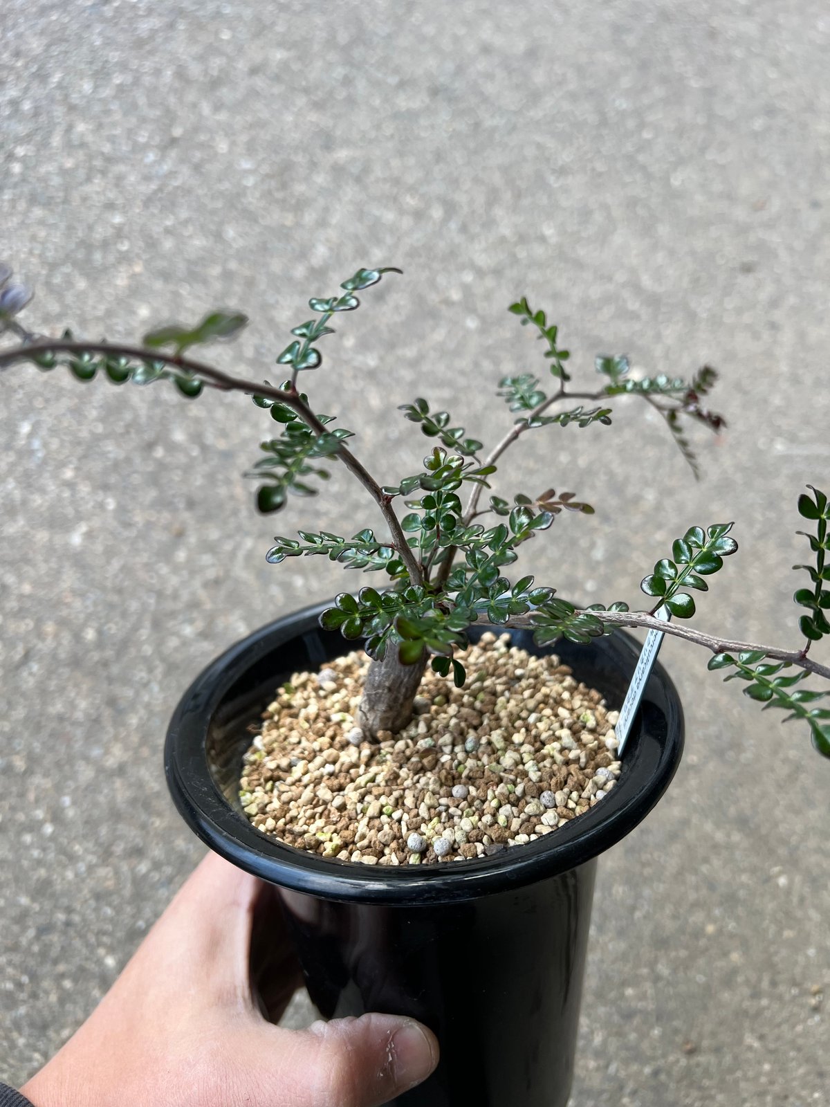 オペルクリカリア　デカリー　8年目 オペルクリカリア デカリー8 | STELLA.PLANTS