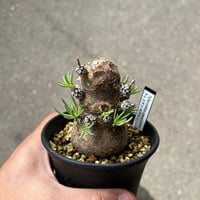 ｍａｔｓｕ　ブーファン ハエマンソイデス ブーファン ハエマンソイデス（発根済み）RF22148 | RAFLUM