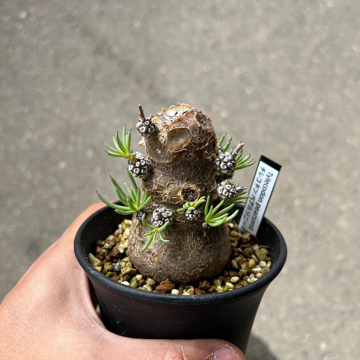 チレコドン　ペアルソニー⑥ 実生株　発根済み　鉢ごと発送　白象 塊根植物 チレコドン ペアルソニー6 | STELLA.PLANTS