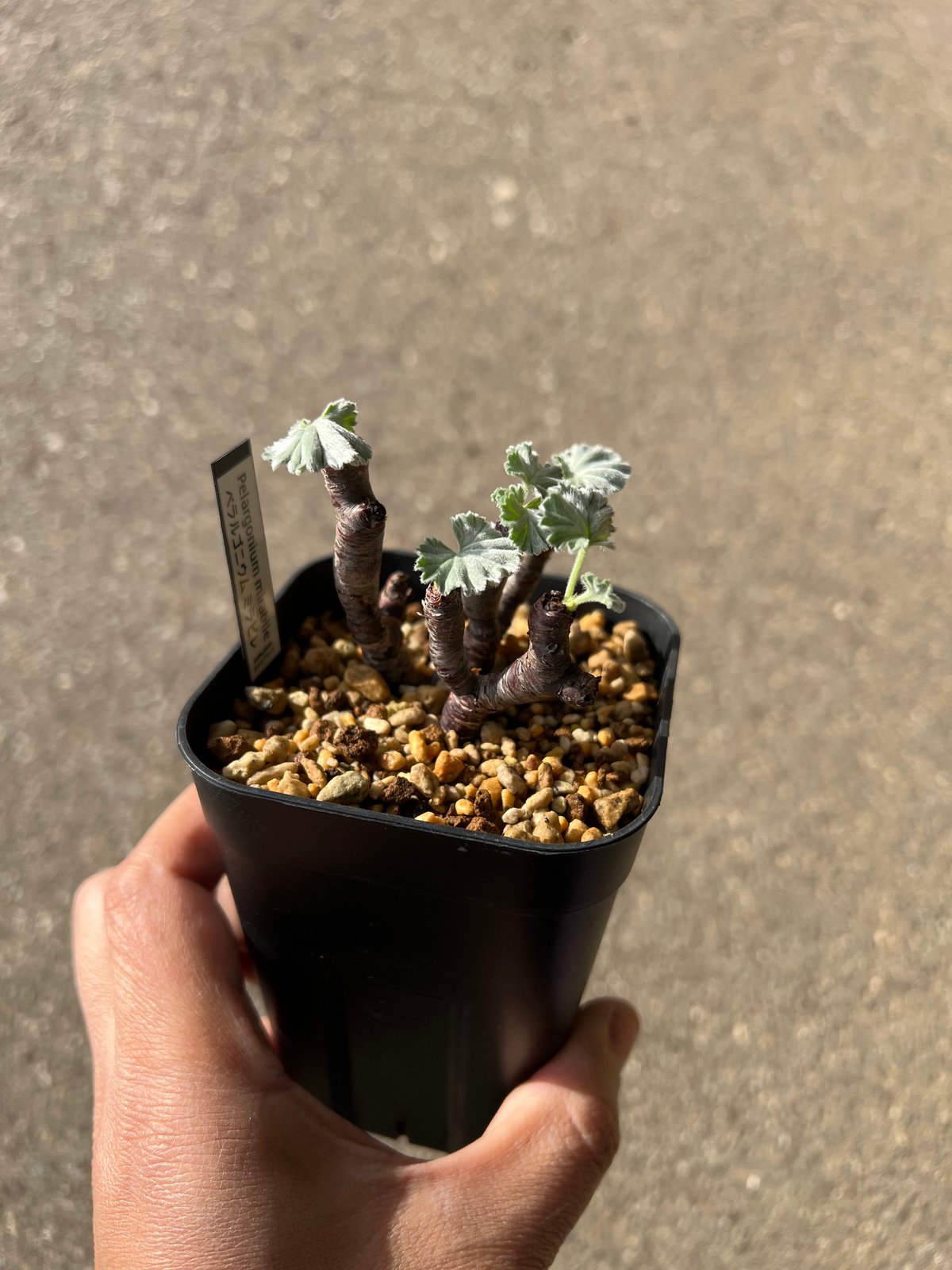 ペラルゴニウム ミラビレ | STELLA.PLANTS