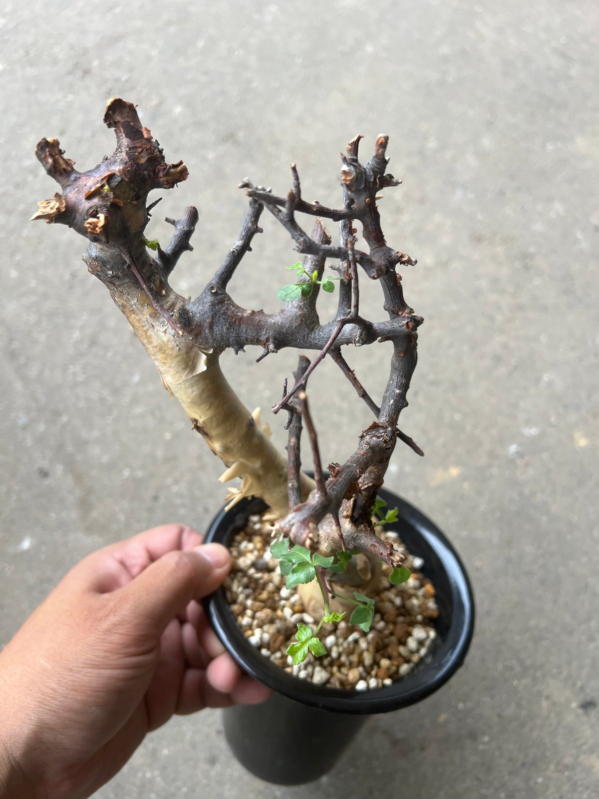コミフォラ カタフターカネンシス | STELLA.PLANTS