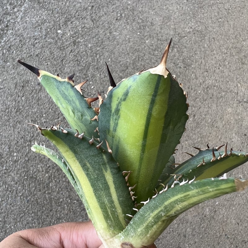 アガベ チタノタ 縞斑 | STELLA.PLANTS