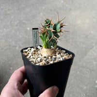 ユーフォルビア クラビゲラ1